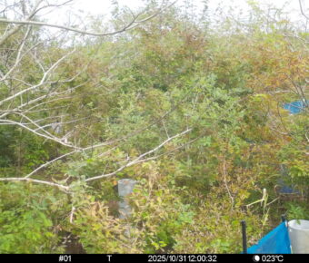 Oct 31 2025 12:00:32, #01