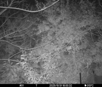 Oct 31 2025 18:00:32, #01