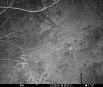 Oct 31 2025 21:00:31, #01