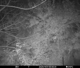 Nov 1 2025  0:00:31, #01