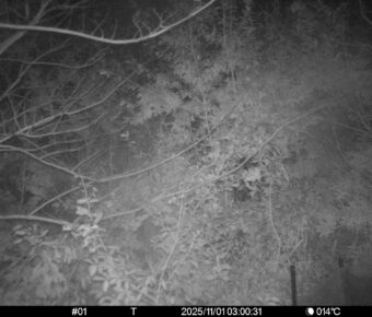 Nov 1 2025  3:00:30, #01