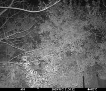 Nov 1 2025 21:00:32, #01