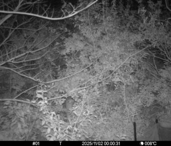 Nov 2 2025  0:00:31, #01