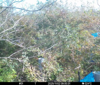 Nov 2 2025  9:00:31, #01