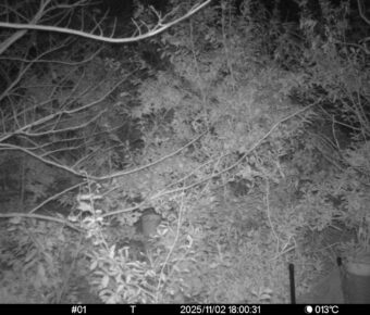 Nov 2 2025 18:00:31, #01