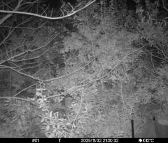 Nov 2 2025 21:00:32, #01