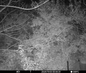 Nov 3 2025  0:00:31, #01