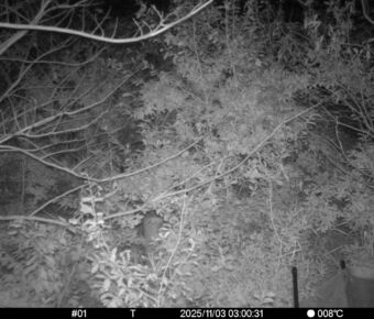 Nov 3 2025  3:00:31, #01