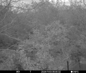 Nov 3 2025  6:00:32, #01