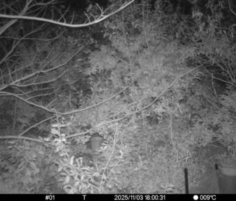 Nov 3 2025 18:00:31, #01