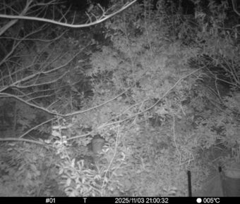 Nov 3 2025 21:00:31, #01