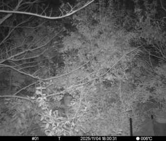 Nov 4 2025 18:00:31, #01