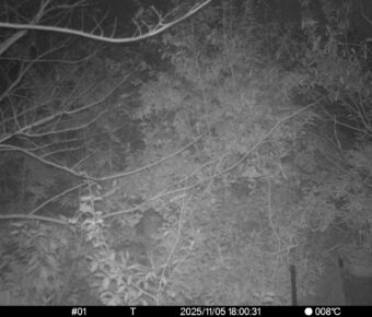 Nov 5 2025 18:00:30, #01