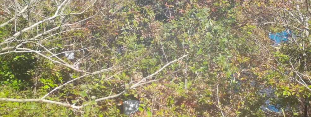 Nov 6 2025 12:00:32, #01