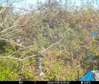 Nov 6 2025 12:00:32, #01