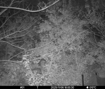 Nov 6 2025 18:00:30, #01