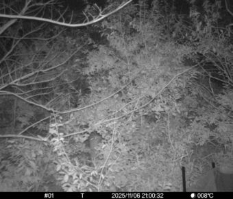 Nov 6 2025 21:00:32, #01