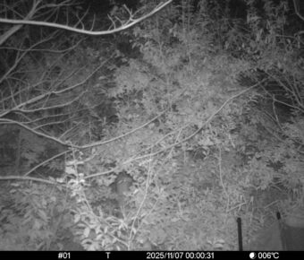 Nov 7 2025  0:00:31, #01