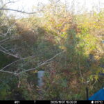 Nov 7 2025 15:00:31, #01