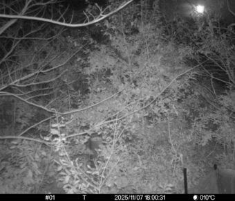 Nov 7 2025 18:00:31, #01