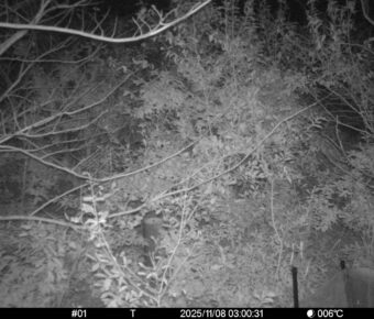 Nov 8 2025  3:00:31, #01