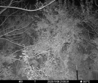 Nov 8 2025 21:00:31, #01