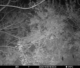 Nov 9 2025 18:00:31, #01