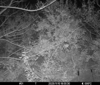 Nov 10 2025 18:00:30, #01