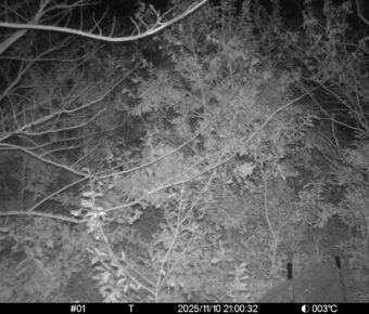 Nov 10 2025 21:00:32, #01