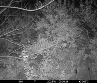 Nov 11 2025  0:00:31, #01