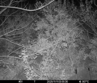 Nov 11 2025  3:00:30, #01