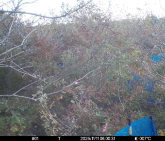 Nov 11 2025  6:00:31, #01