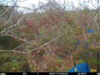 Nov 11 2025 12:00:30, #01