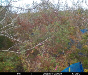 Nov 11 2025 12:00:30, #01