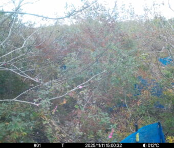 Nov 11 2025 15:00:32, #01