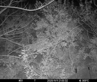 Nov 11 2025 21:00:32, #01