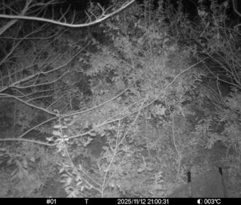 Nov 12 2025 21:00:31, #01