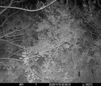 Nov 13 2025  0:00:31, #01