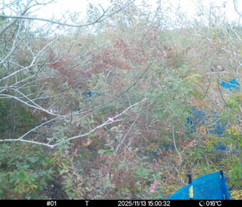 Nov 13 2025 15:00:31, #01