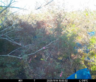 Nov 14 2025 15:00:31, #01