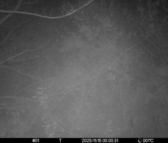 Nov 15 2025  0:00:31, #01