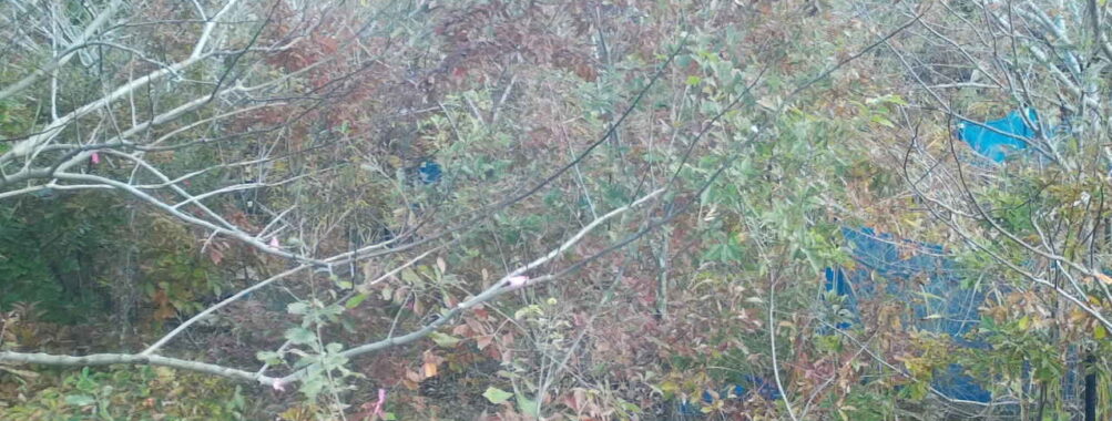 Nov 15 2025  9:00:31, #01