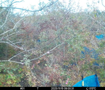 Nov 15 2025  9:00:31, #01