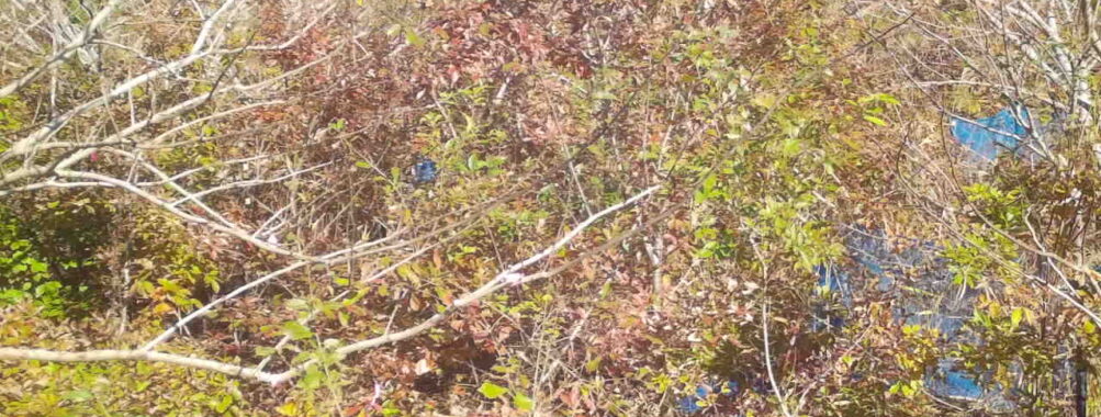 Nov 15 2025 12:00:32, #01