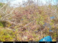 Nov 15 2025 12:00:32, #01