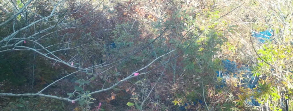 Nov 15 2025 15:00:32, #01