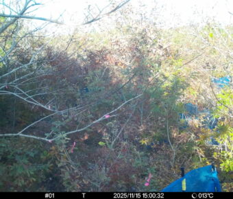 Nov 15 2025 15:00:32, #01