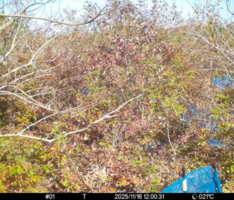 Nov 16 2025 12:00:31, #01