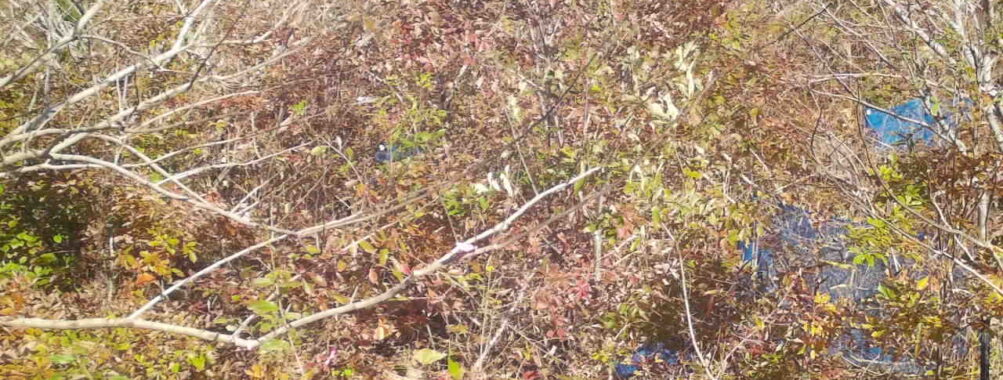 Nov 17 2025 12:00:31, #01