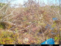 Nov 17 2025 12:00:31, #01